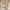 Soft cream fabric with shimmering gold foil floral pattern, elegantly draped for display.