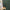 Dark green plaid window curtain with white check pattern. Visible with autumn trees outside a window.