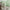 Sage green sheer curtains softly filtering sunlight in a modern dining room.