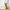White sheer curtains with tightly woven, scratch-resistant fabric, demonstrated by an orange cat playing.